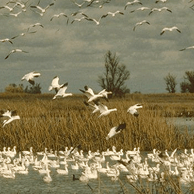 Birds flying into a marsh